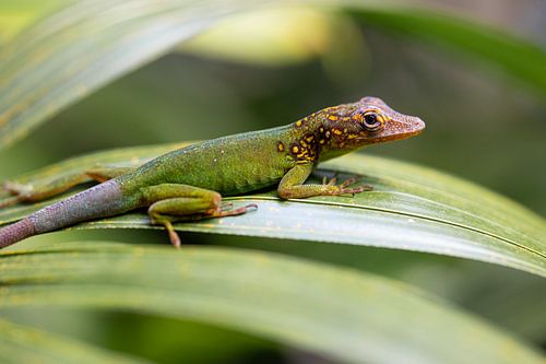 Lizard Anolis Roquet