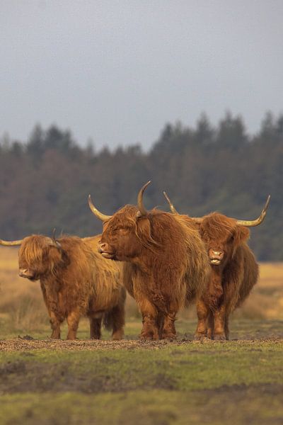 Scottish Highlander trio by Karin van Rooijen Fotografie