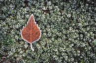 Herfst in de winter van Patrick van Os thumbnail