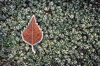 Autumn meets winter