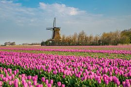 Tulip fields with mill. by Roelinda Tip