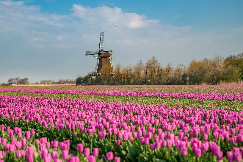 Tulpen velden met molen. van Roelinda Tip