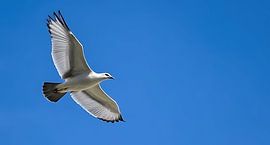 Vlucht naar Lijst van Stilbeeld Studio