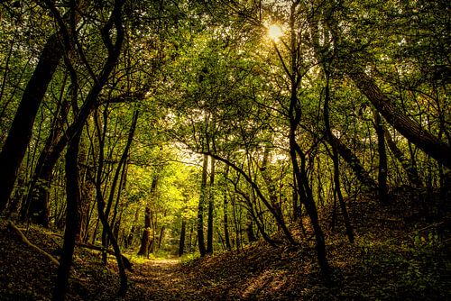 Forest landscape with morning sun