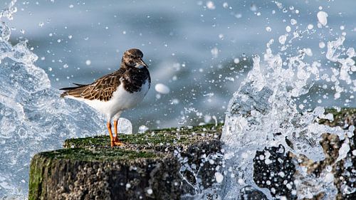 Coureur de pierre dans les vagues