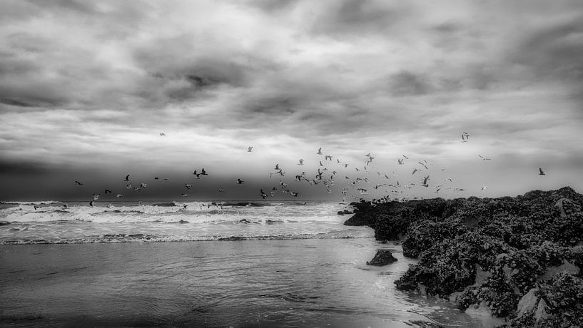 Gulls over the sea by Rik Verslype