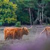 Schottischer Highlander in der Westerheide von Tom Zwerver