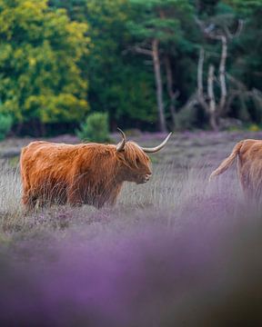 Schotse Hooglander op de Westerheide van Tom Zwerver