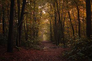 Promenade d'automne dans le Kaapse Bossen