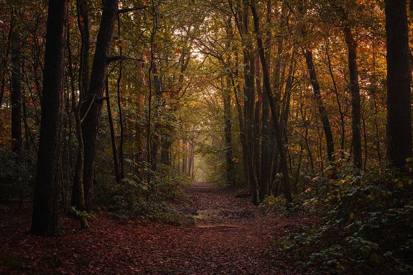 Herbstspaziergang im Kaapse Bossen von Paul Poot