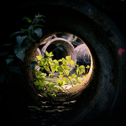 Tuyau envahi par la végétation