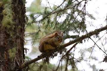 Squirrel - ll by G. van Dijk