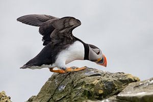 Puffin sur Aland De Wit