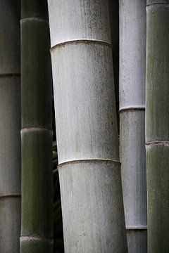 Bamboestammen in grijs en groen - Bambuserae van whmpictures .com