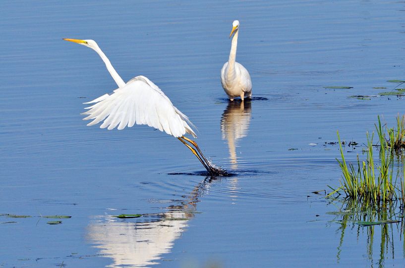Grote Witte Zilverreiger van Karin Jähne