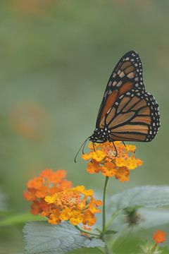 vlinder van Danny van Zwam
