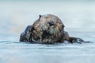 Sea otter von Menno Schaefer Miniaturansicht