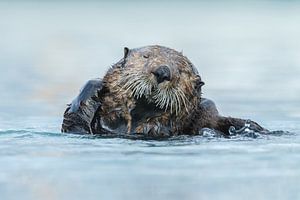 Sea otter sur Menno Schaefer