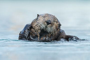 Sea otter von Menno Schaefer