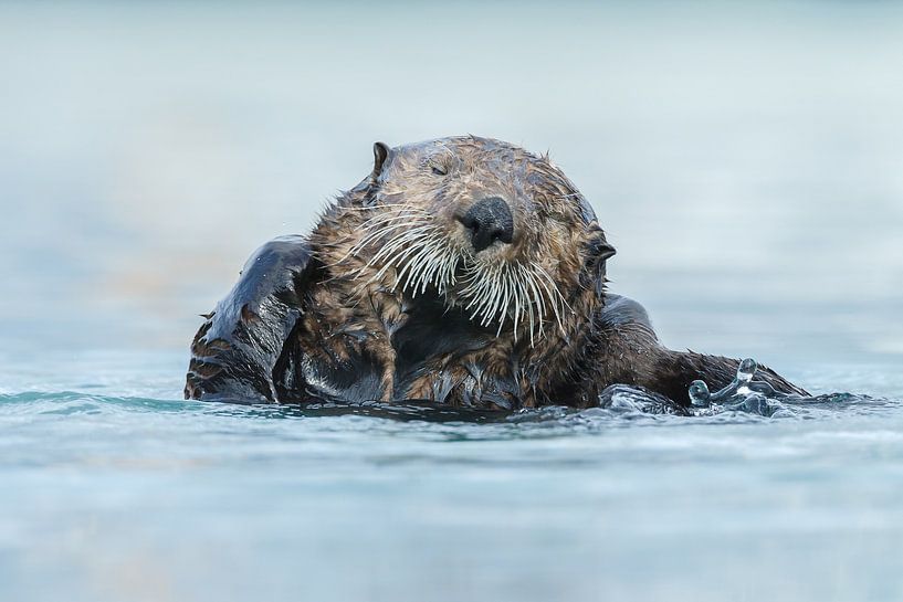 Zeeotter in het blauwe water van Alaska par Menno Schaefer