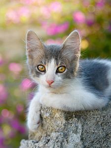 Schattig jong tweekleurig katte poesje van Katho Menden