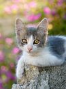 Schattig jong tweekleurig katte poesje van Katho Menden thumbnail