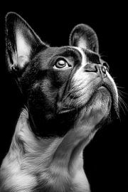 French Bulldog - Black and White Portrait by Matthias Hauser