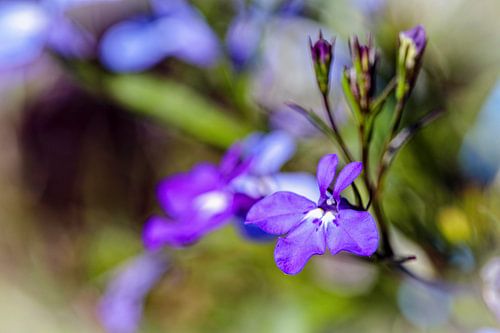 Lobelia