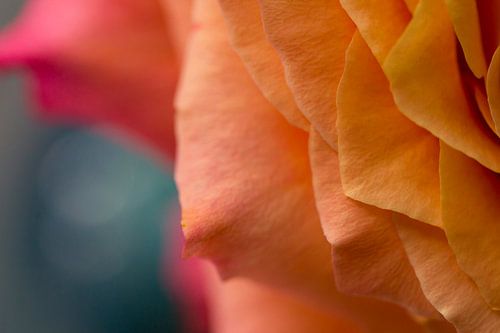 Die verschiedenen Ebenen der Schönheit