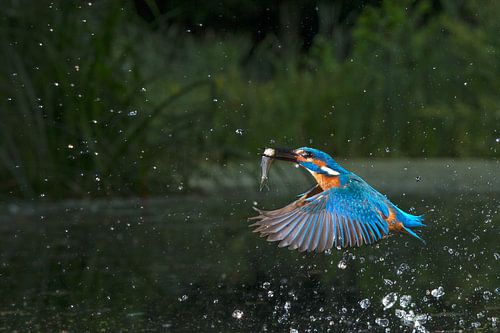 Eisvogel, der im Wurf fotografiert wurde.