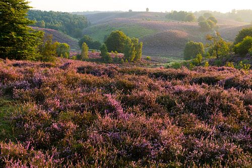 Heide in bloei