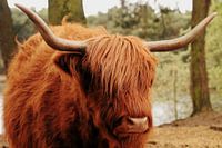 schottischer Highlander
