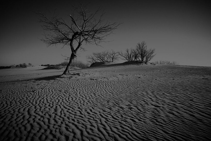 lonely tree in beautiful dune landscape by Karel Ham