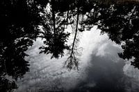 Poel en bomen in de Herpse Bossen