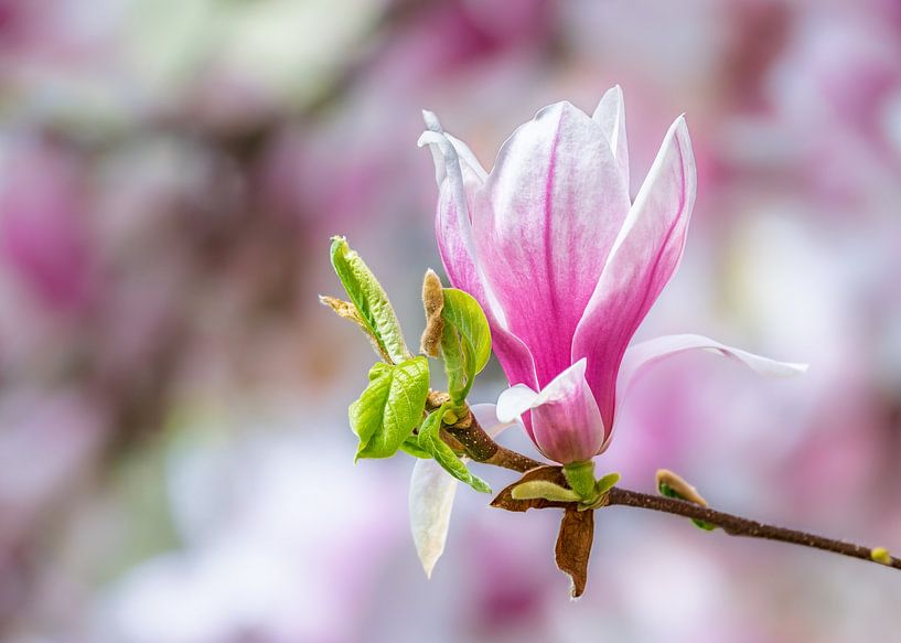 Fleurs de magnolia roses et blanches par ManfredFotos