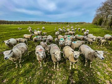 Sheep by Shutter Dreams