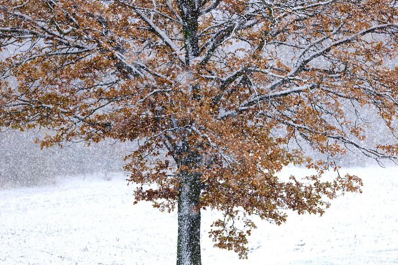 Schöner Winterwald von Thomas Jäger