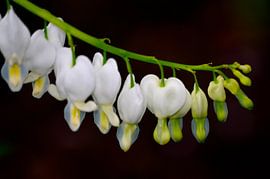 Gebroken hartjes von Susanne Hermsen