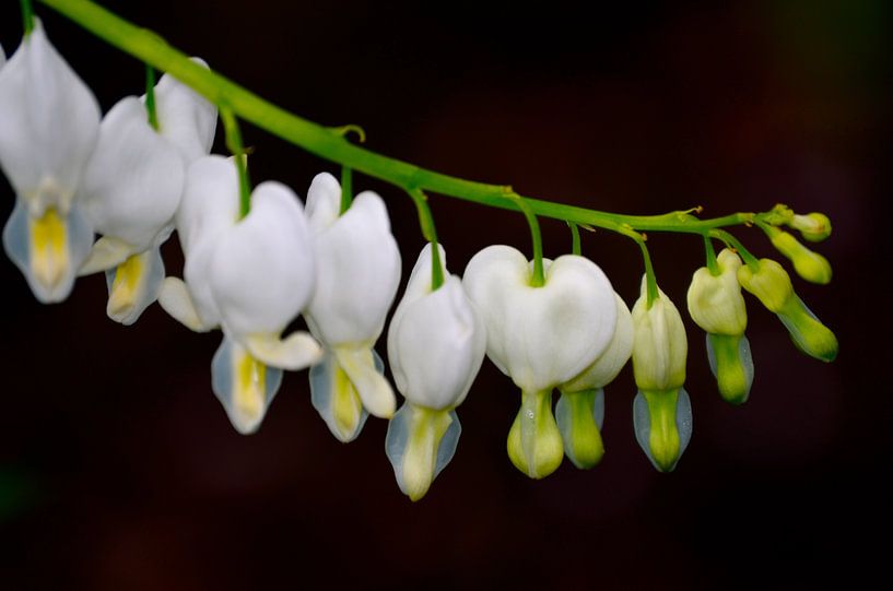 Gebroken hartjes by Susanne Hermsen