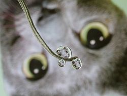 Waterdruppel, met reflectie van grijze kat
