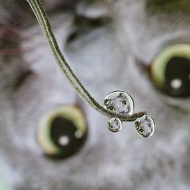 Wassertropfen, mit Spiegelung einer grauen Katze von Inge van den Brande