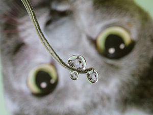 Water drop, with reflection of grey cat