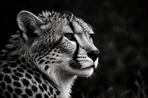 Zwart-wit portret van een cheetah
