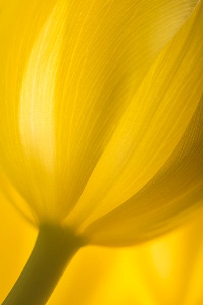 Spring! The yellow tulip by Marjolijn van den Berg
