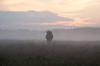 Kuh im Nebel mit Sonnenuntergang