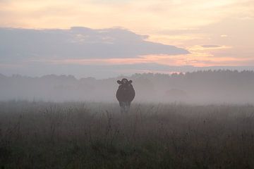 Kuh im Nebel mit Sonnenuntergang von Esther Wagensveld