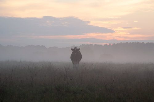 Koe in de mist bij zonsondergang