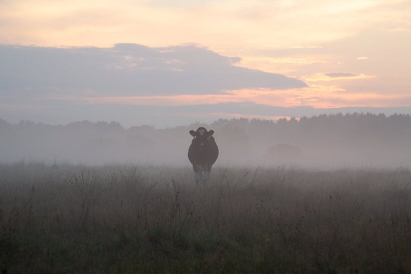 Cow in the fog with sunset by Esther Wagensveld