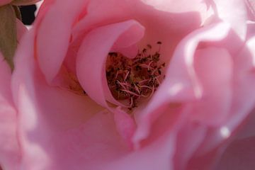 close-up rose