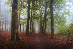 Avenue des arbres Brume Kaatsheuvel